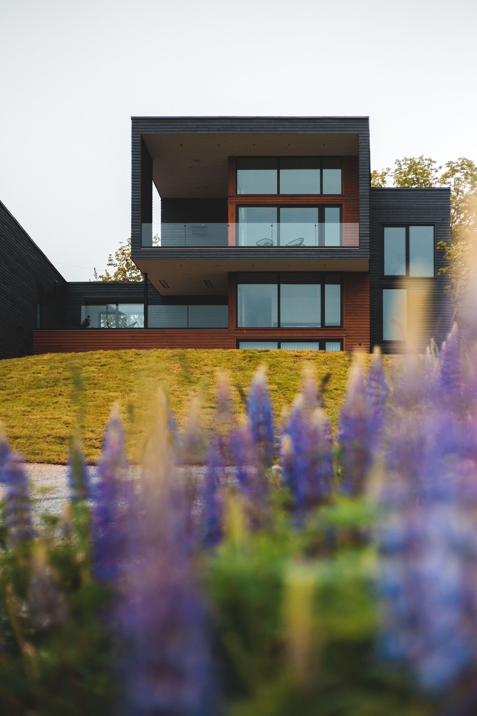 Maison contemporaine à vendre, vue depuis un parterre de lupins